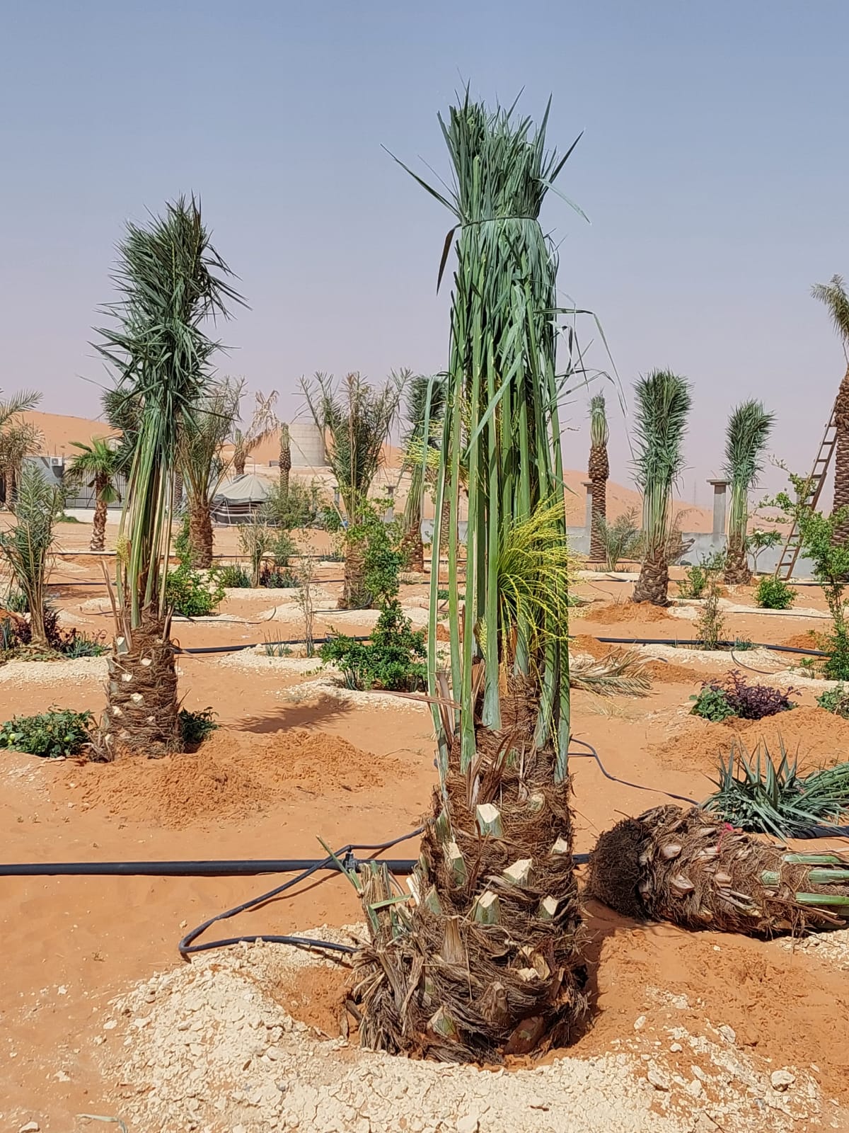 زراعة النخيل وتنفيذالمباني التراثيه