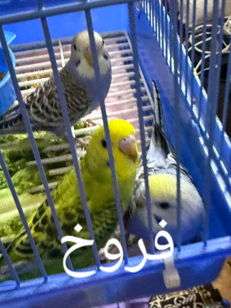 طيور بادجي
