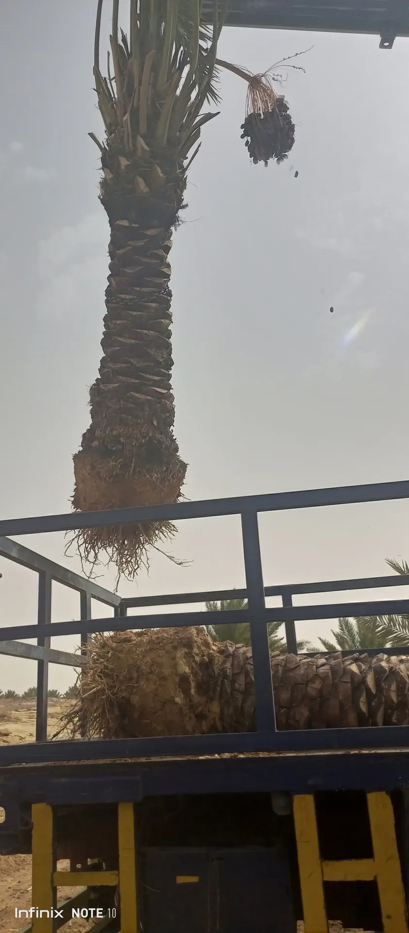 موجوده نخل للبيع اخلاص حلوة الجوف مكتومي