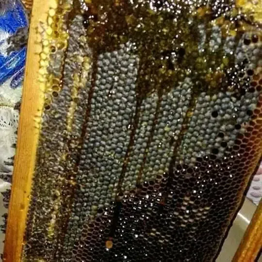 العسل بانواعه