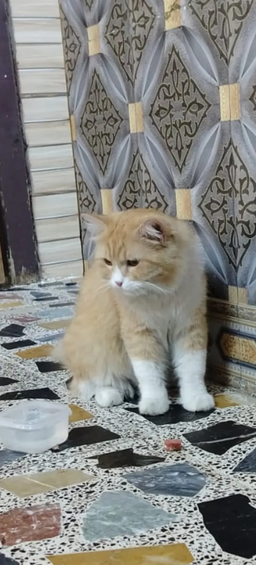 قطة للبيع ذكر نوع شيرازي نضيف جدا ويوجد معا الدفتر مالته
